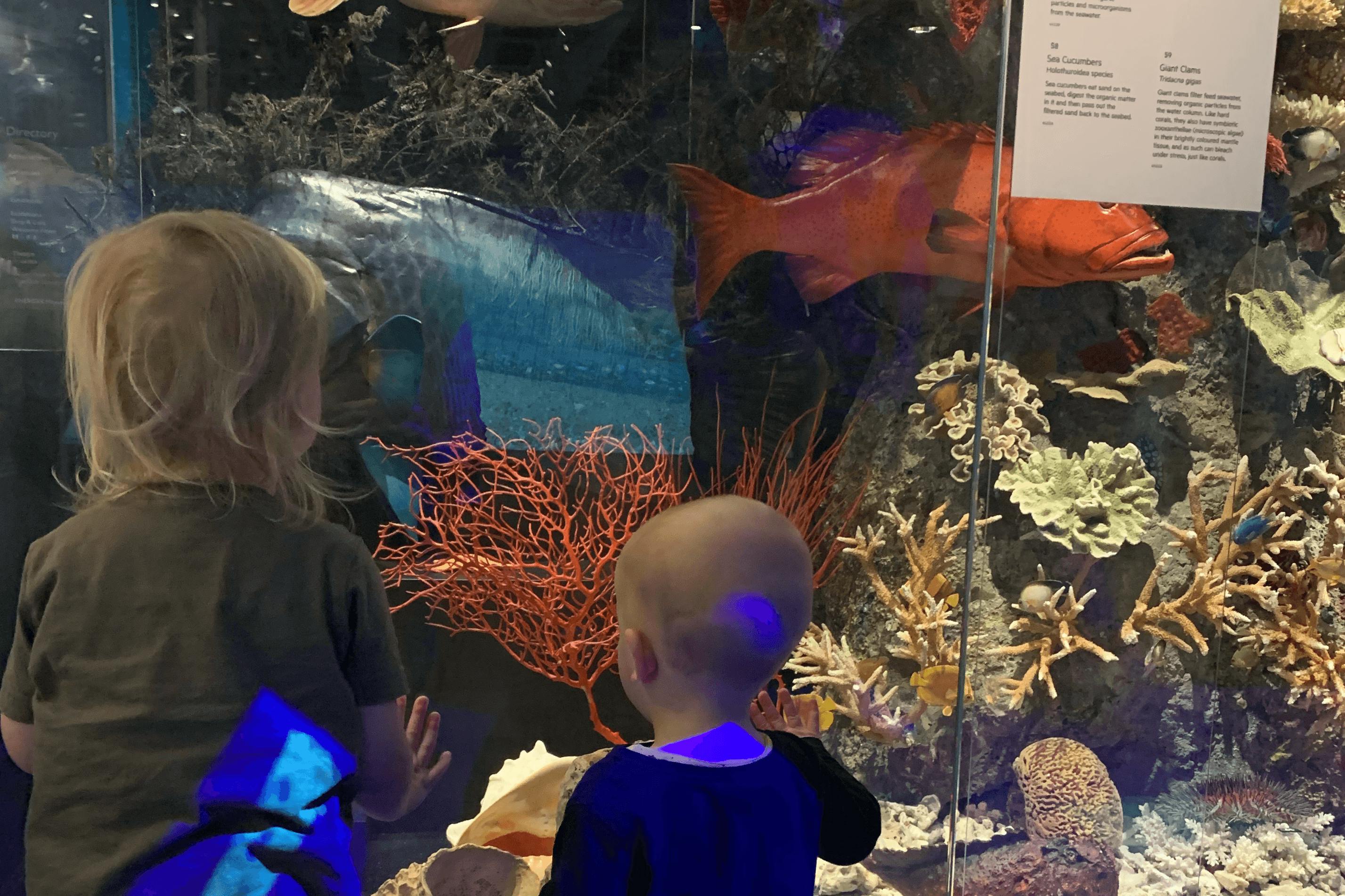 Two small children looking into a display of fish in the sea.